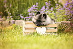 Keeshond puppy