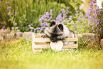 Keeshond puppy