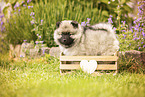 Keeshond puppy