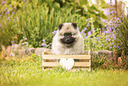 Keeshond puppy