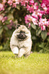 Keeshond puppy