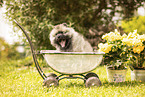 Keeshond puppy