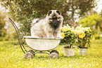 Keeshond puppy