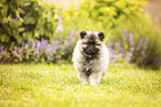 Keeshond puppy