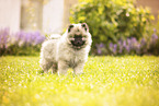 Keeshond puppy