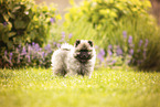 Keeshond puppy