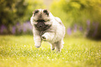 Keeshond puppy