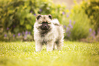 Keeshond puppy