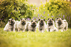 Keeshond puppy