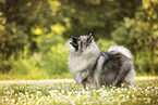 Keeshond