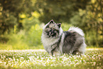 Keeshond