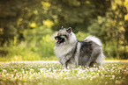 Keeshond