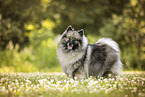 Keeshond