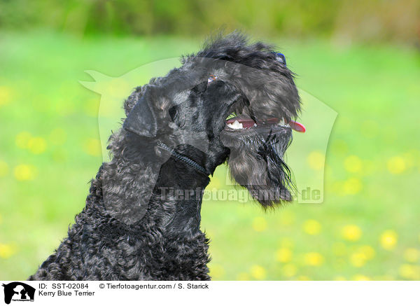 Kerry Blue Terrier / Kerry Blue Terrier / SST-02084