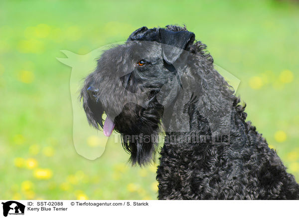 Kerry Blue Terrier / Kerry Blue Terrier / SST-02088