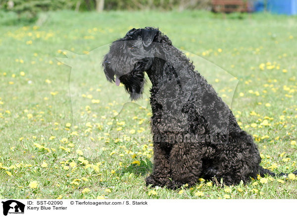 Kerry Blue Terrier / Kerry Blue Terrier / SST-02090