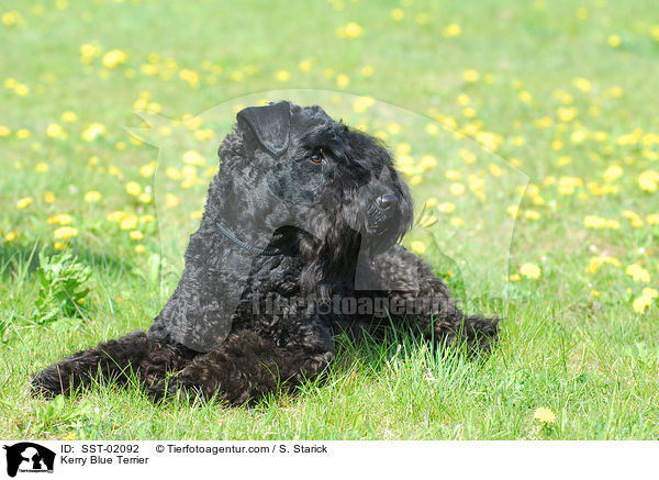 Kerry Blue Terrier / Kerry Blue Terrier / SST-02092