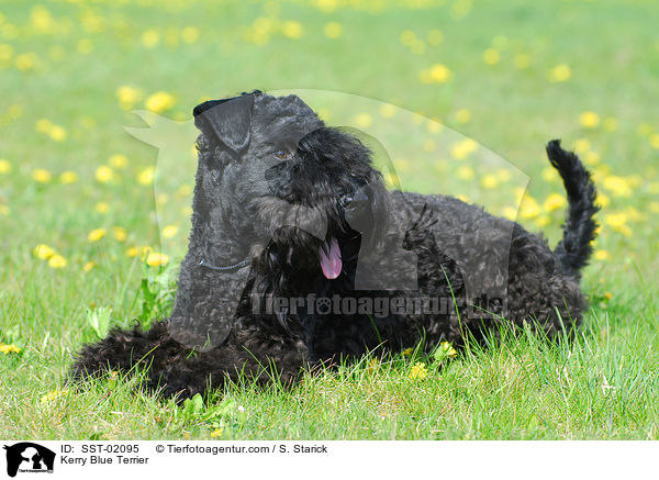Kerry Blue Terrier / Kerry Blue Terrier / SST-02095