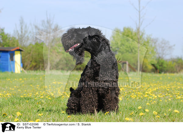 Kerry Blue Terrier / Kerry Blue Terrier / SST-02096