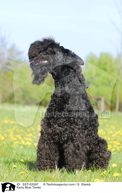 Kerry Blue Terrier / Kerry Blue Terrier / SST-02097