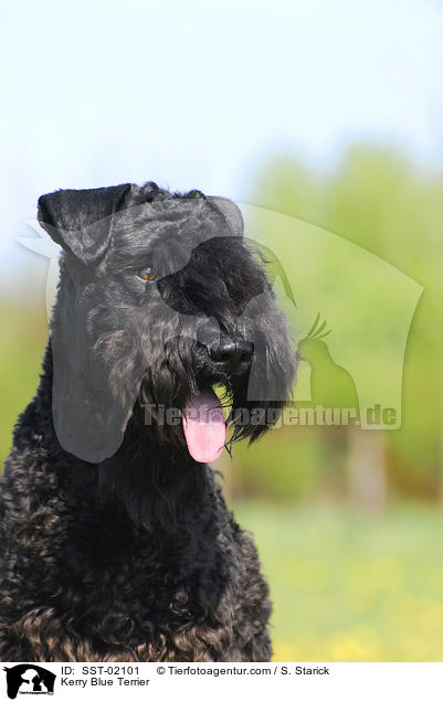 Kerry Blue Terrier / Kerry Blue Terrier / SST-02101