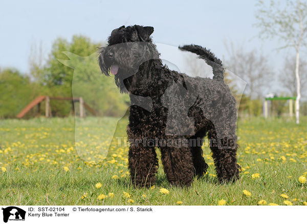 Kerry Blue Terrier / Kerry Blue Terrier / SST-02104