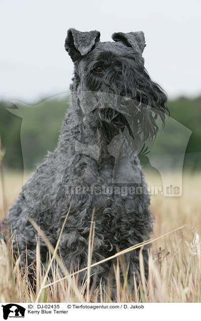 Kerry Blue Terrier / DJ-02435