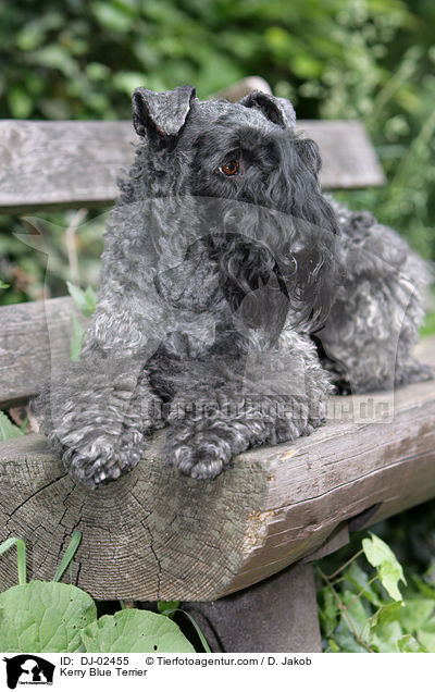 Kerry Blue Terrier / DJ-02455