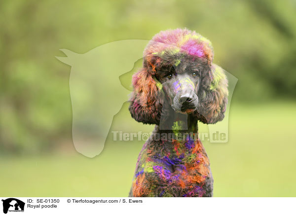 Royal poodle / SE-01350