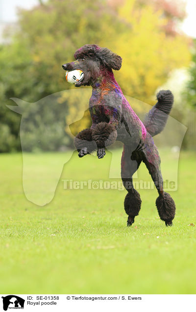 Royal poodle / SE-01358