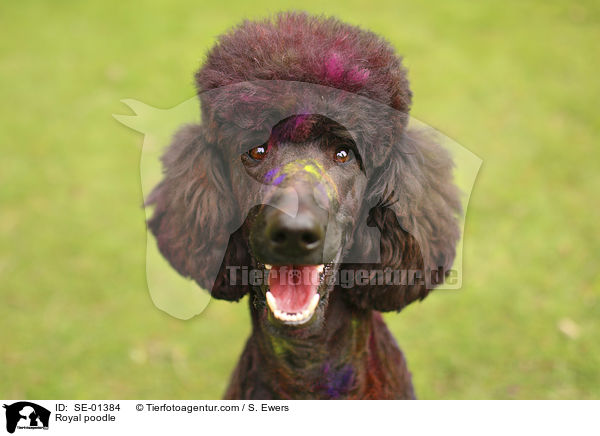 Royal poodle / SE-01384