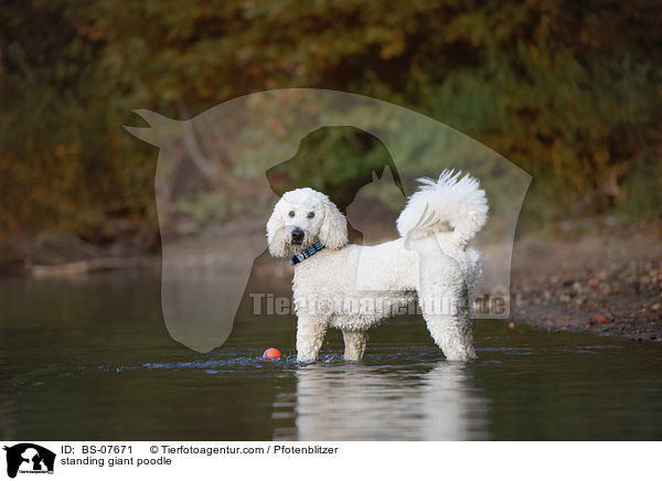 standing giant poodle / BS-07671