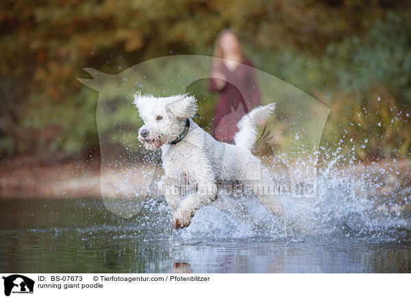 running giant poodle / BS-07673
