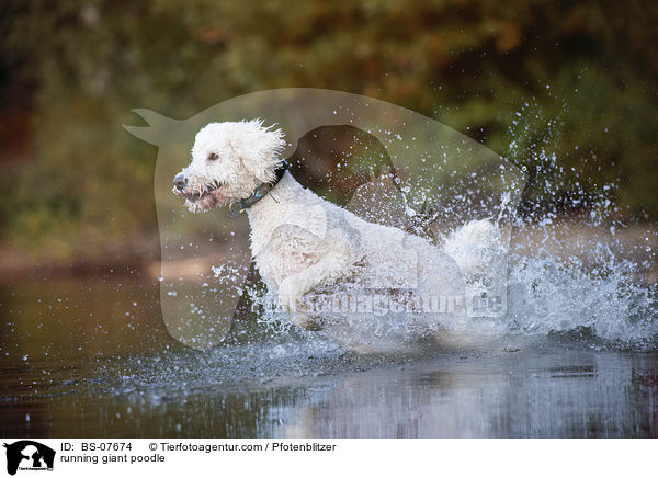 running giant poodle / BS-07674
