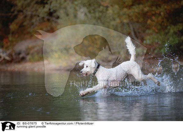 running giant poodle / BS-07675