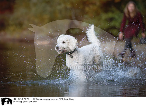 running giant poodle / BS-07676