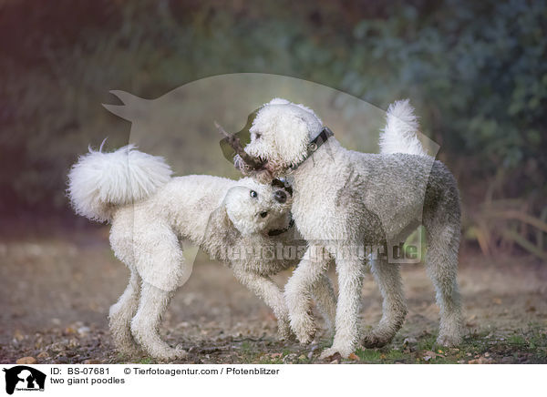 two giant poodles / BS-07681