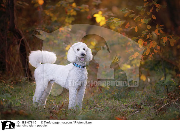 standing giant poodle / BS-07815