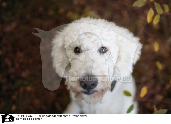giant poodle portrait / BS-07828