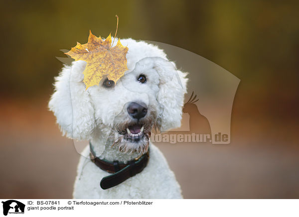 giant poodle portrait / BS-07841