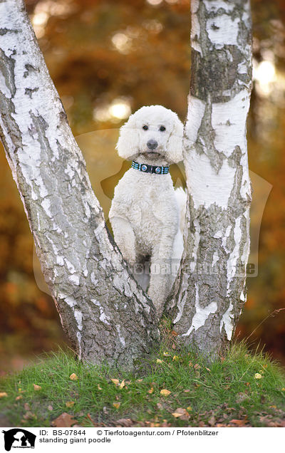 stehender Knigspudel / standing giant poodle / BS-07844