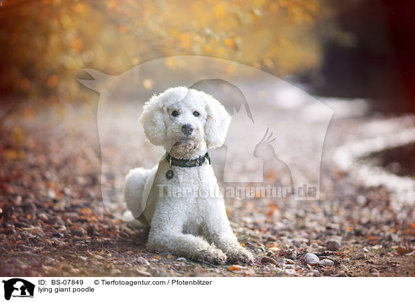 lying giant poodle / BS-07849