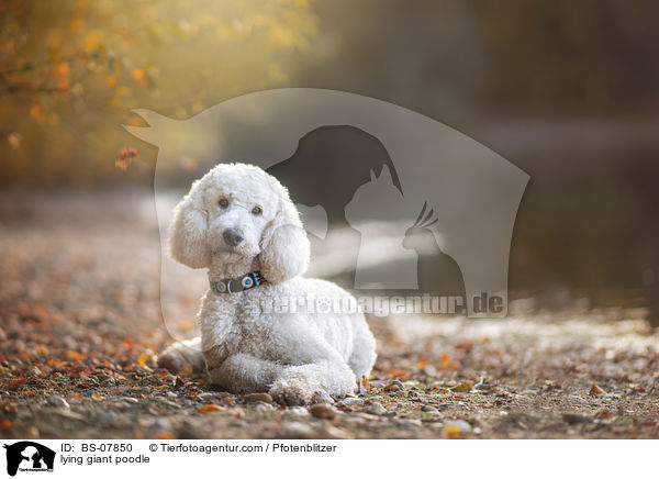lying giant poodle / BS-07850