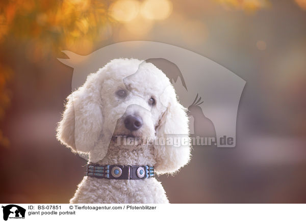 giant poodle portrait / BS-07851