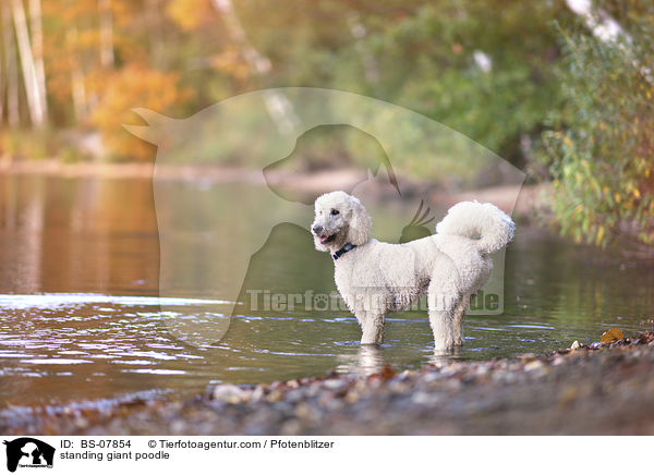 standing giant poodle / BS-07854