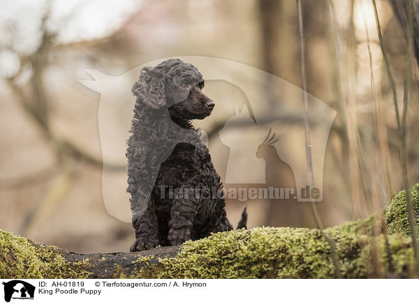 King Poodle Puppy / AH-01819