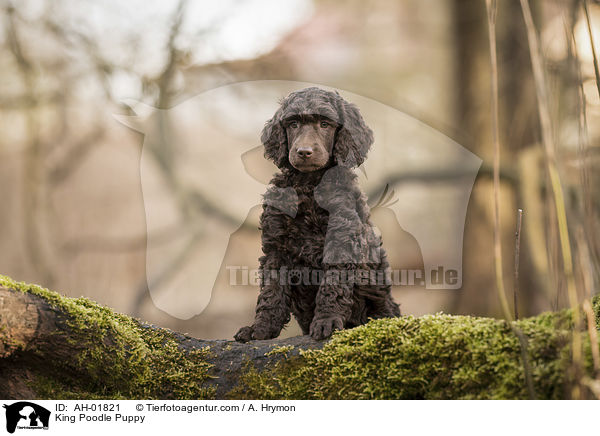 King Poodle Puppy / AH-01821
