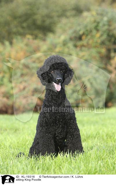 sitting King Poodle / KL-19316