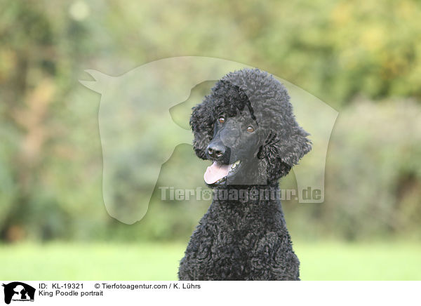 King Poodle portrait / KL-19321
