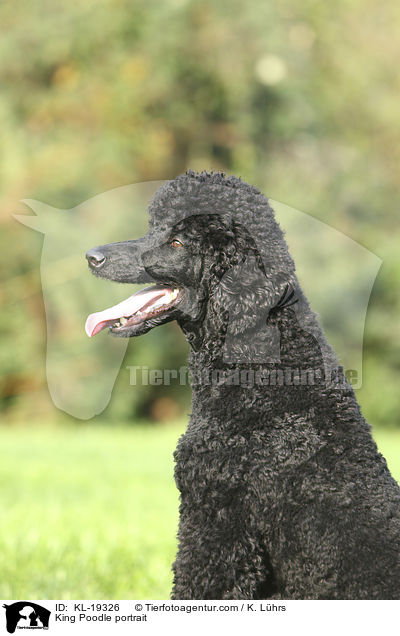 King Poodle portrait / KL-19326